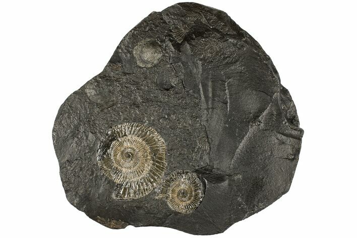 Dactylioceras Ammonite Cluster - Posidonia Shale, Germany #180424